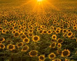 Mysteries of the Sun Flower